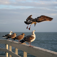 Image showing Sea gulls