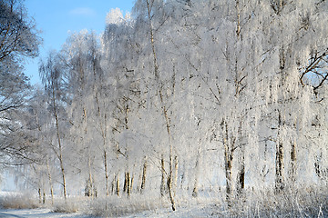 Image showing winter in denmark