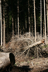 Image showing trees and forest