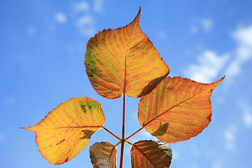 Image showing  leaves