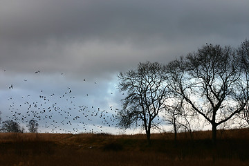 Image showing birds