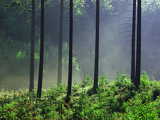 Image showing forest