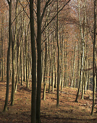 Image showing Autumn forest