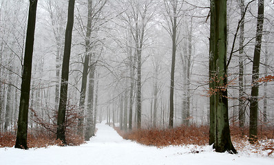Image showing forest in winter