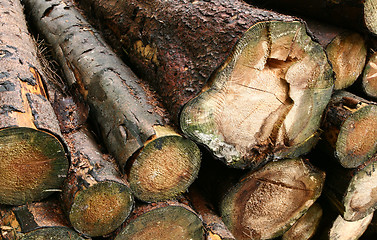 Image showing wood