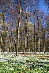 Image showing green spring landscape in denmark