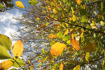 Image showing autumn leaves