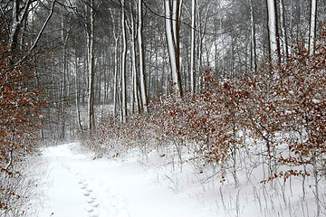 Image showing nature landscape