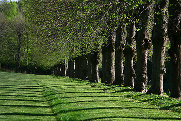 Image showing green path