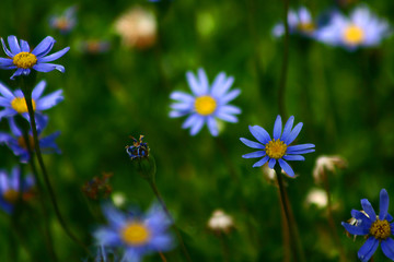 Image showing Plants and flowers from corsica