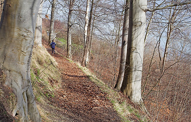 Image showing trees and forest