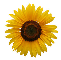 Image showing Sunflower isolated