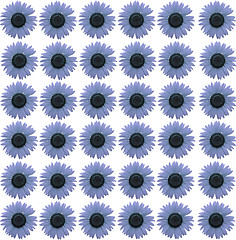 Image showing Blue sunflowers