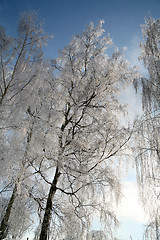 Image showing winter in denmark