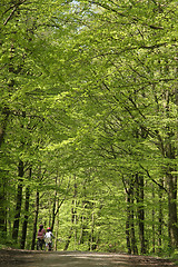 Image showing Green forest bikers