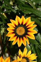 Image showing Plants and flowers from corsica