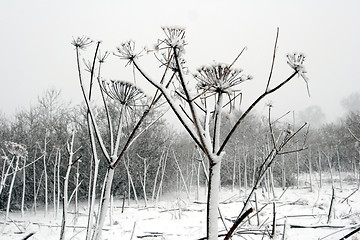 Image showing nature landscape