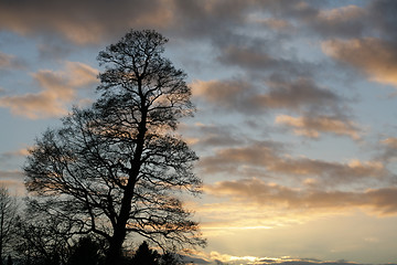 Image showing Silhouette of tree at sunset