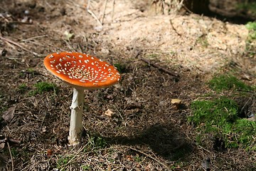 Image showing amanita muscaria