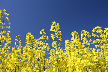 Image showing danish landscape01