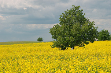 Image showing Yellow rape field and lonely tree