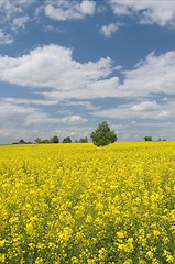 Image showing Yellow rape field and lonely tree