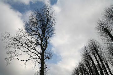 Image showing branches