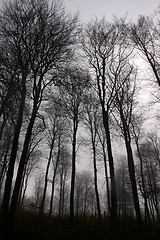 Image showing forest in winter