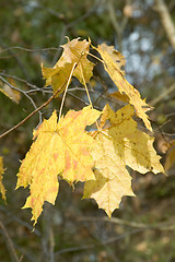 Image showing Autumnal yellow maple leaves