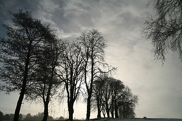 Image showing winter trees