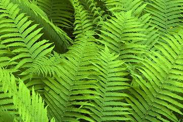 Image showing Fern in the Bialowieza Forest