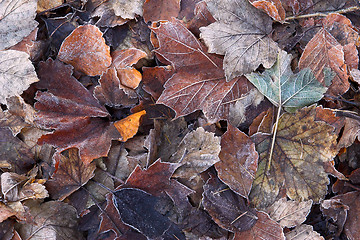 Image showing autumn leaves