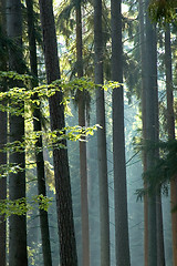 Image showing Sunny morning in the forest