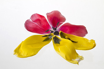 Image showing Yellow lily closeup