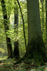 Image showing Old forest full of light