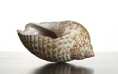 Image showing A single shell