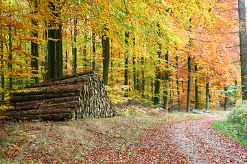 Image showing Autumn forest