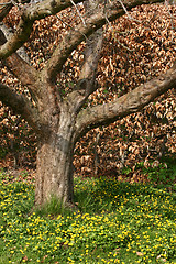 Image showing lonely tree