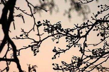 Image showing branches morning