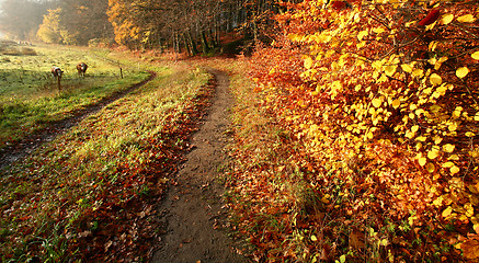 Image showing colorul forest