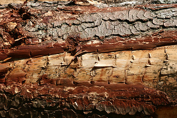 Image showing tree trunk