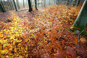 Image showing colorul forest