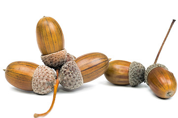 Image showing Acorns