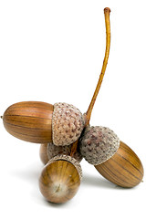 Image showing Acorns