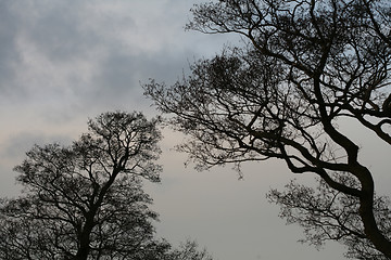 Image showing Silhouette of tree at sunset