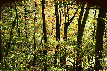 Image showing trees and forest