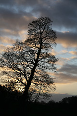 Image showing Silhouette of tree at sunset