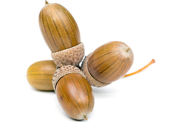 Image showing Acorn