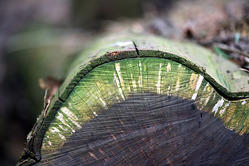 Image showing tree trunk