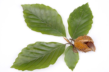 Image showing Beechen nut